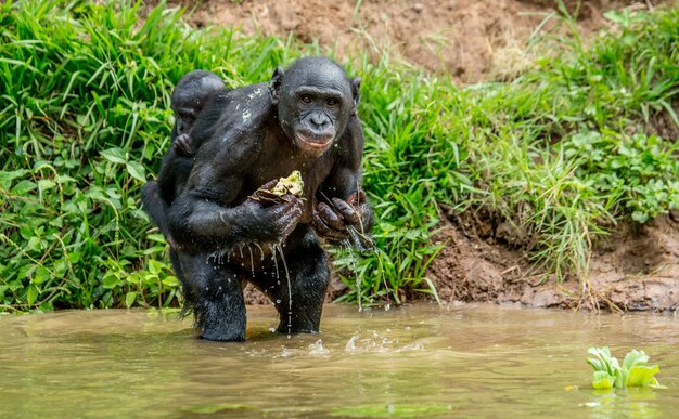 Portret bonobo w przyrodzie