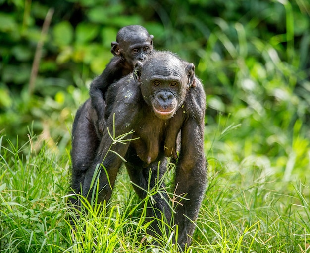 Portret bonobo w przyrodzie