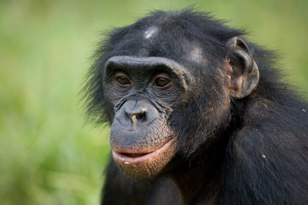 Portret bonobo. Zbliżenie. Demokratyczna Republika Konga. Park Narodowy Lola Ya Bonobo.