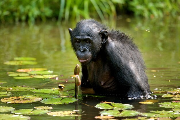 Portret Bonobo. Zbliżenie. Demokratyczna Republika Konga. Park Narodowy Lola Ya Bonobo.