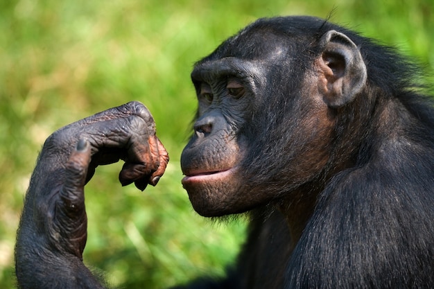 Portret Bonobo. Zbliżenie. Demokratyczna Republika Konga. Park Narodowy Lola Ya Bonobo.