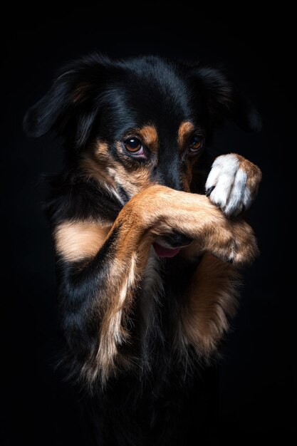 Portret Border Collie Na Białym Tle Na Czarnym Tle