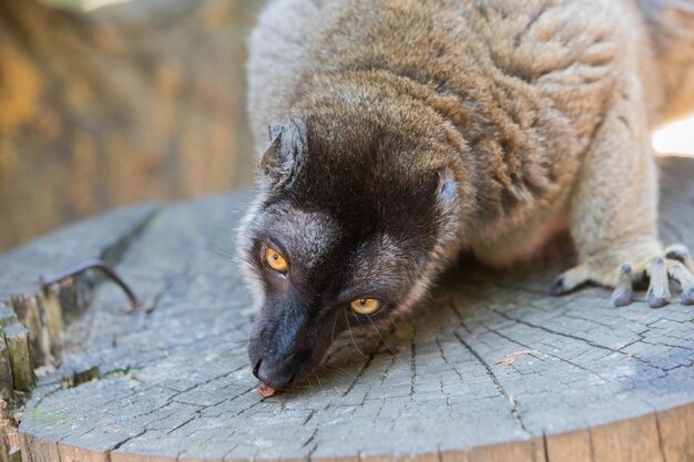 Zdjęcie portret brązowego lemura z bliska