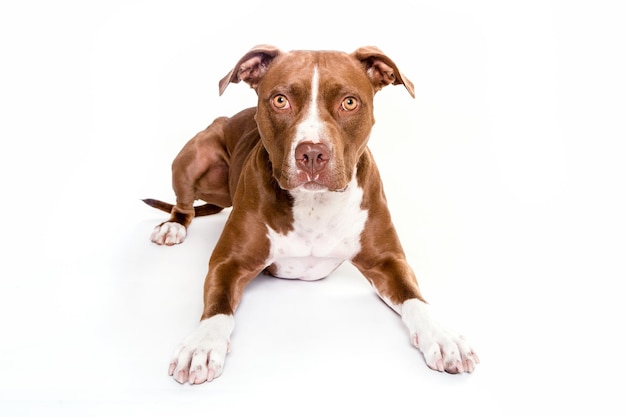 Portret brązowego pitbull terriera leżącego na białym tle
