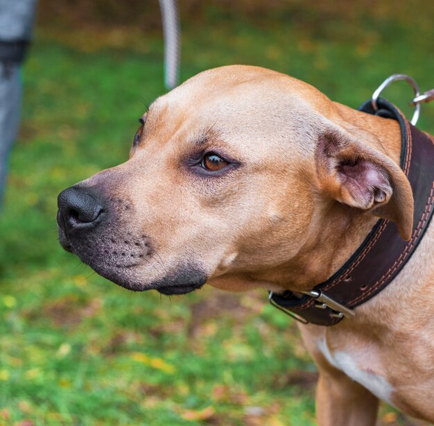 Portret Brązowy Amerykański Pit Bull Terrier