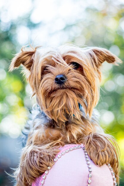 Portret brązowy pies rasy Yorkshire Terrier