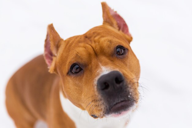 Portret brown zarodowy pies na śniegu. Staffordshire terrier