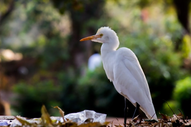 Portret Bubulcus ibis lub czapla lub powszechnie znany jako czapla bydlęca w parku publicznym