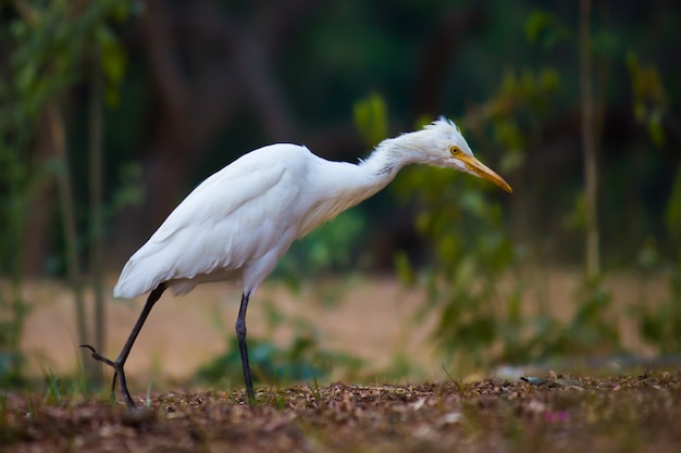 Portret Bubulcus ibis lub czapla lub powszechnie znany jako czapla bydlęca w parku publicznymIndie