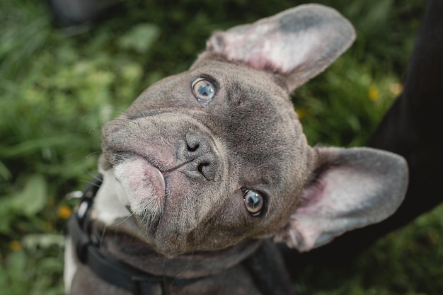 Portret Buldog francuski Buldog francuski siedzi na zielonej trawie na zewnątrz pomieszczeń