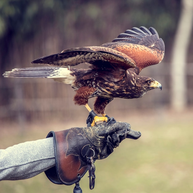 Portret Buteo Buteo