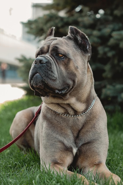 Zdjęcie portret cane corso cane corso siedzi na zielonej trawie na zewnątrz duże rasy psów włoski pies cane corso odważny wygląd psa