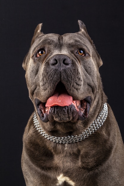 Portret Cane Corso