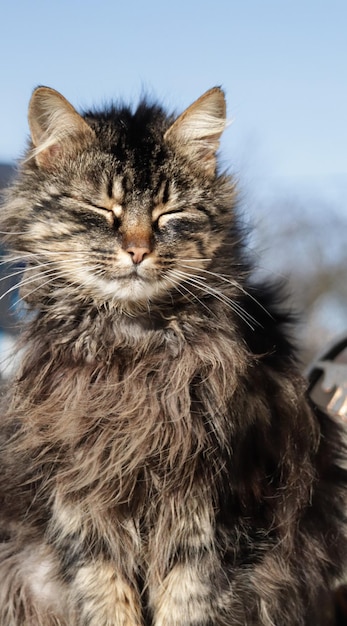 Zdjęcie portret cat