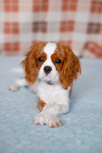 Portret Cavalier King Charles Spaniel Piękna rasa psów