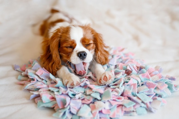 Portret Cavalier King Charles Spaniel. Piękna rasa psów.