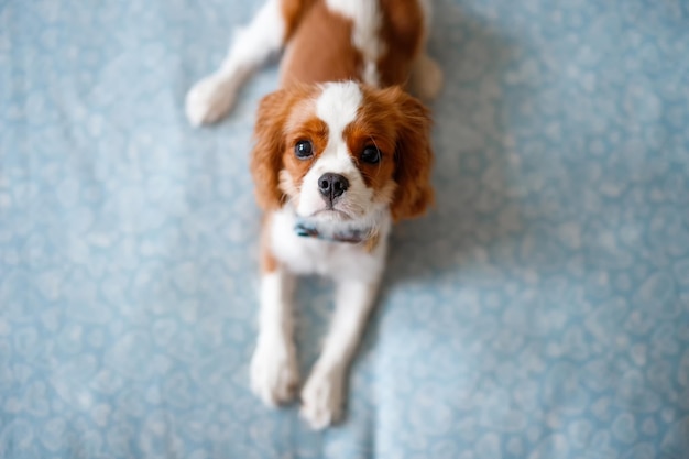 Portret Cavalier King Charles Spaniel. Piękna rasa psów.