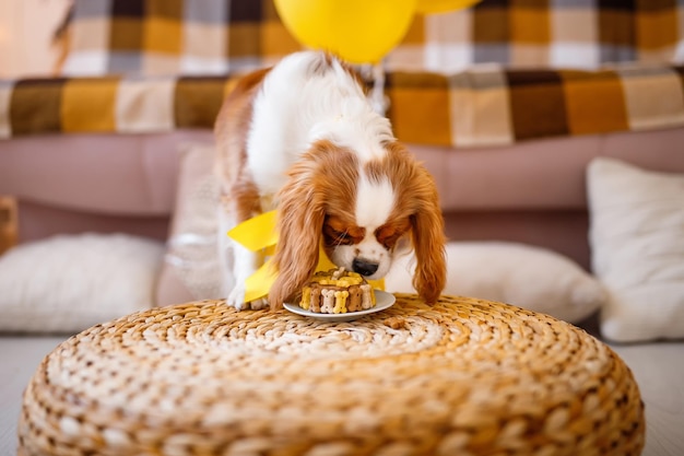 Portret Cavalier King Charles Spaniel w kolorowych balonach na kanapie świętuje urodziny