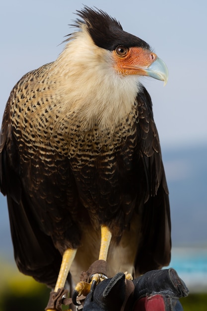 Portret cheriway czubaty północnej Caracara