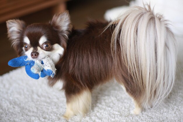 Zdjęcie portret chihuahua bawiącego się zabawką na dywanie