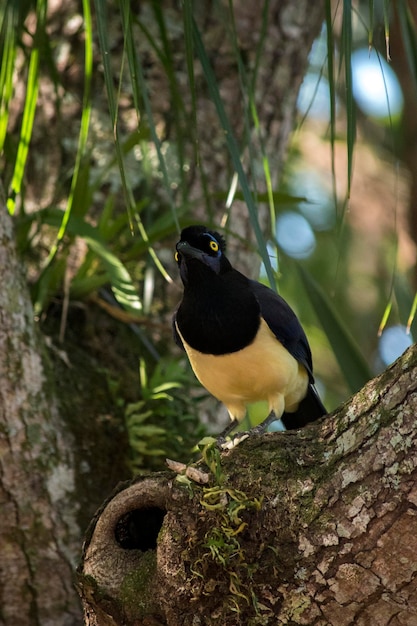 Portret chrysopsa Cyanocorax w Iguazu