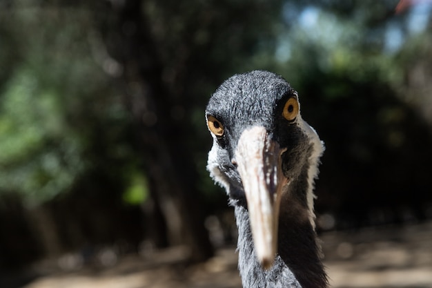 Portret ciconiiformes w zoo