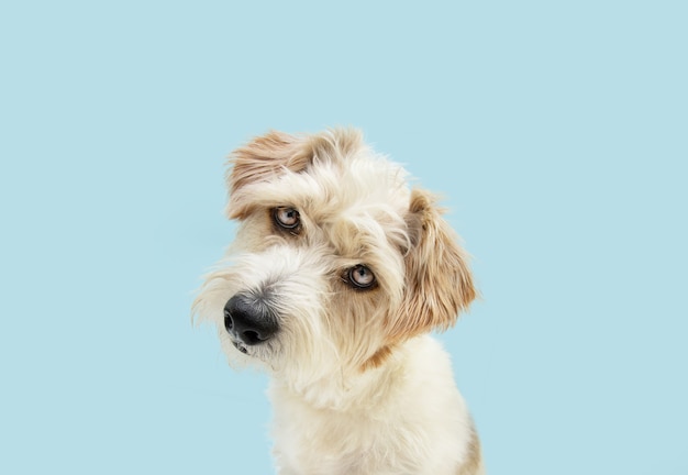 Portret ciekawy jack russell pies pochylając głowę po stronie. Na białym tle na niebieskim kolorze powierzchni. Koncepcja myślenia psa