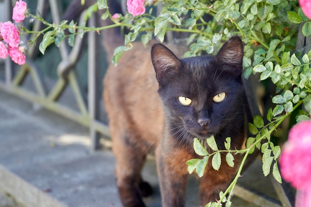 Portret ciemnobrązowego apatycznego kota w ogrodzie na zewnątrz