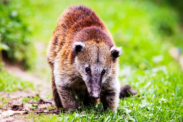 Portret Coati Na Polu