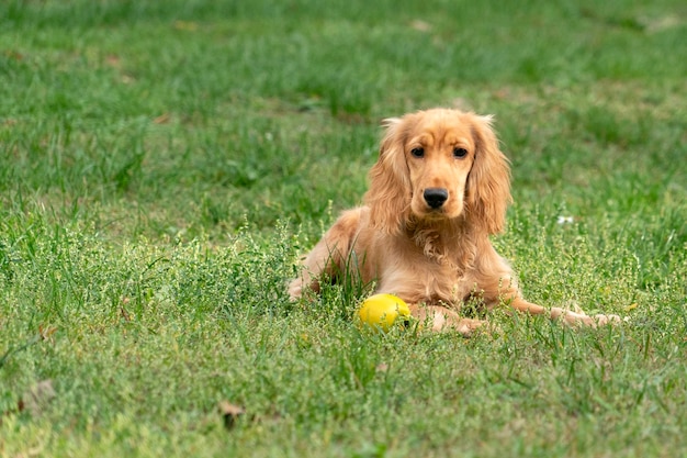 Portret cocker spaniel szczeniaka na trawie