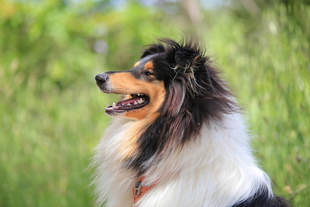 Zdjęcie portret collie