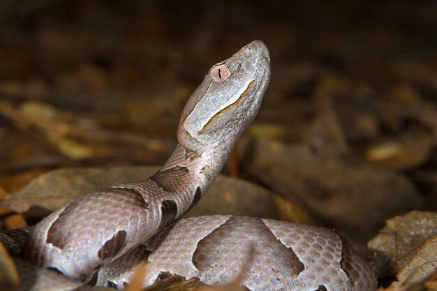 Portret Copperhead Agkistrodon contortrix Brazos Bend State Park w Teksasie USA