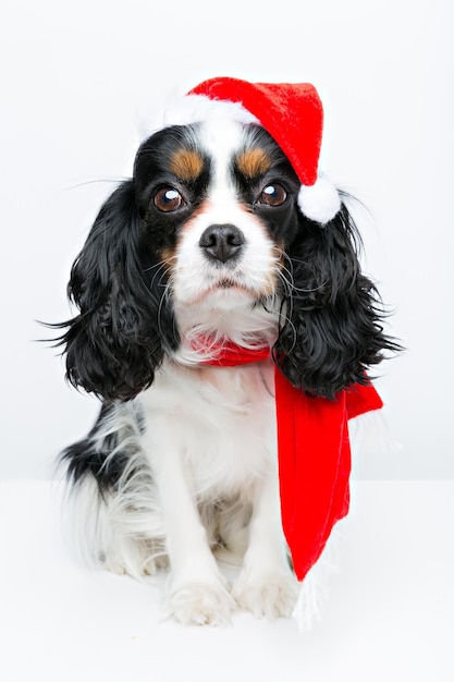 Portret cute dog cavalier spaniel boże narodzenie