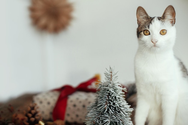 Portret Cute kitten na tle prezent bożonarodzeniowy małe drzewo xmas i gwiazda Zwierzę domowe i święta