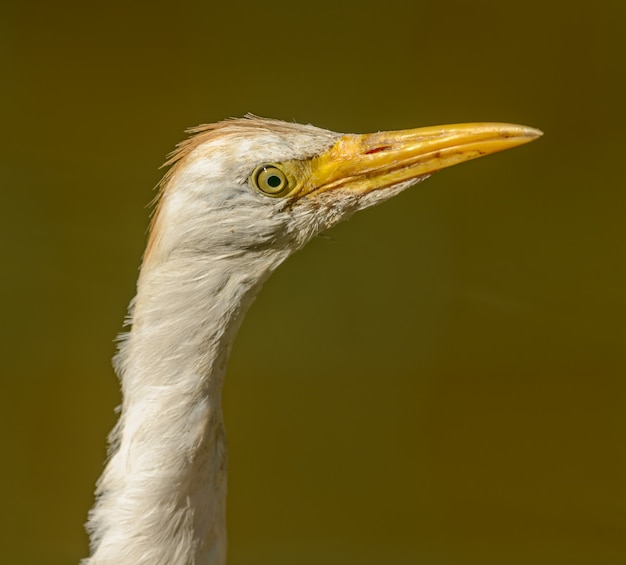 Portret Czapla Biała Dokonywanie Lon Szyi W Zoo