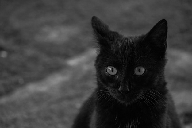 Zdjęcie portret czarnego kota z bliska