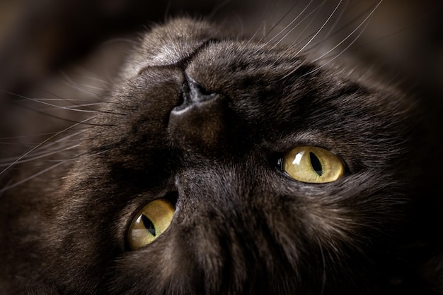 Portret czarnego kota z żółtymi oczami.