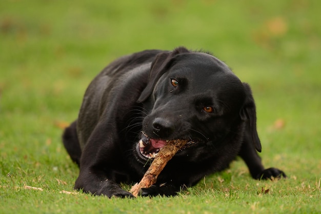 Portret czarnego labradora gryzącego laską na trawiastym polu