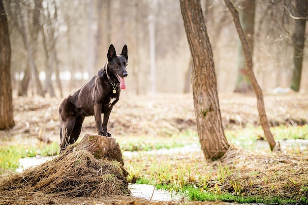 Portret czarnego owczarka niemieckiego Pet na zewnątrz w lesie