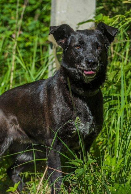 Zdjęcie portret czarnego psa leżącego na trawie