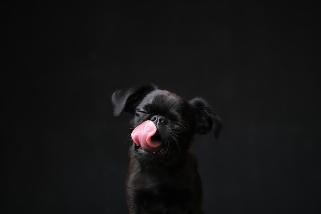 Portret czarnego szczeniaka brabancon z śmieszną twarzą patrzącą na kamerę i liżącym psa na czarnym tle Copyspace