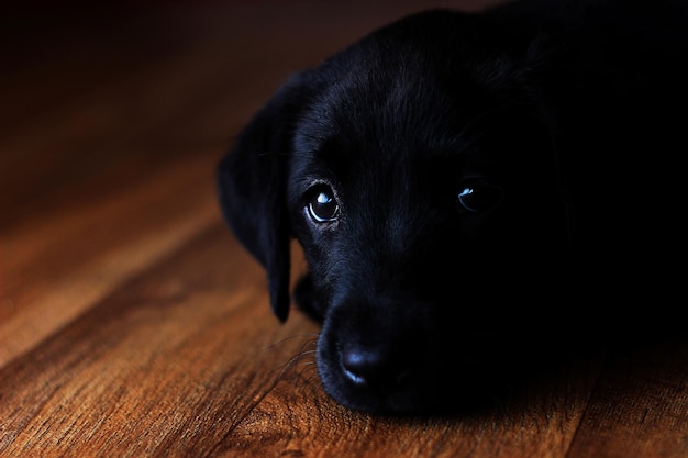 Portret czarnego szczeniaka labradoru zrelaksowanego na drewnianej podłodze