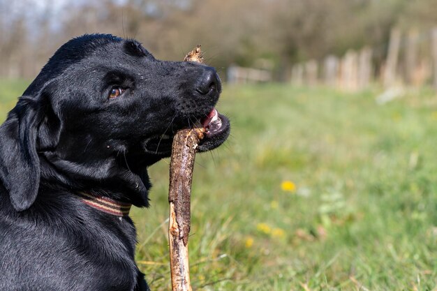 Zdjęcie portret czarnego szczeniaka labradoru żującego patyk