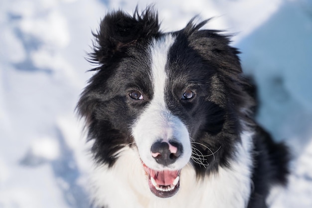 Portret czarno-białego psa rasy border collie, który jest na zewnątrz zimą w mróz