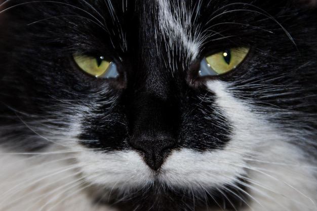 Portret czarno-białego puszystego kota z bliska