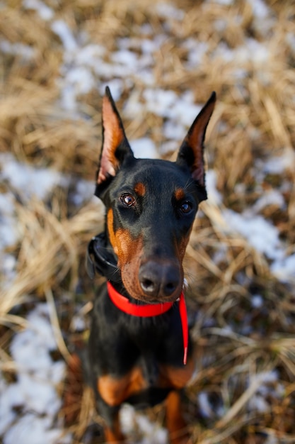 Portret czarno-brązowego psa dobermana pinczera z przyciętymi uszami pozowanie na zewnątrz, zbliżenie