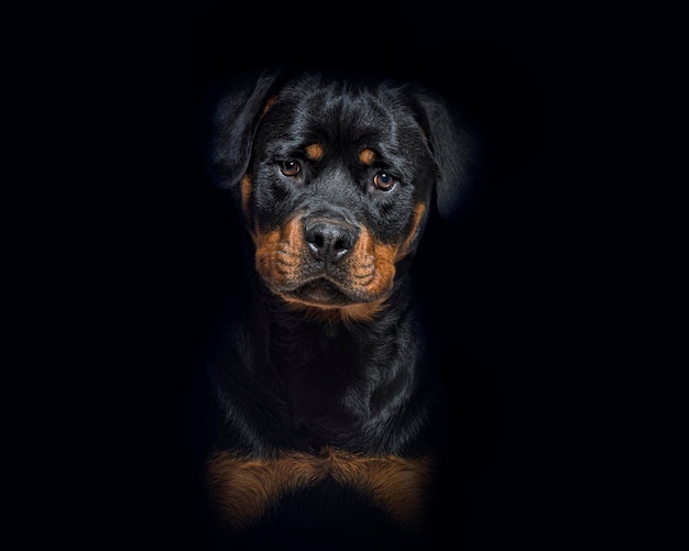 Portret Czarno-podpalanego Młodego Rottweilera Na Czarnym Tle
