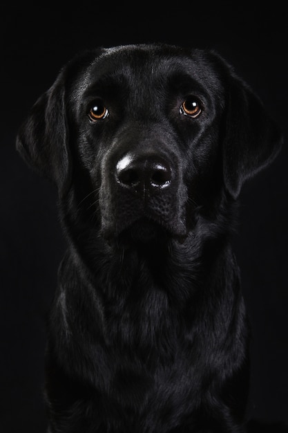 Portret czarny pies rasy labrador siedzi na białym tle