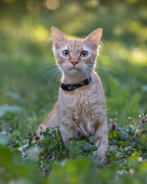 Portret czerwonego kociaka na zielonej łące.