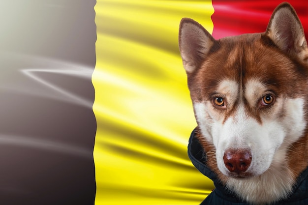 Portret czerwonego psa husky na tle flagi narodowej Belgii